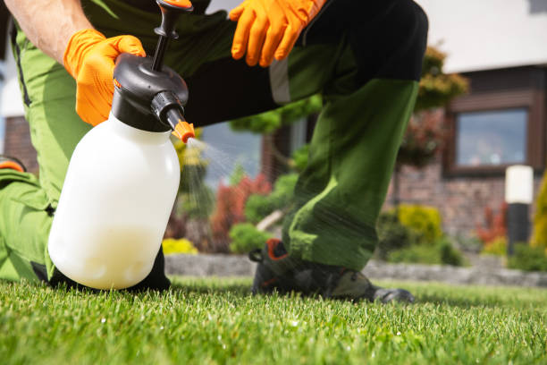 Best Local Pest Control Services  in Rio Hondo, TX