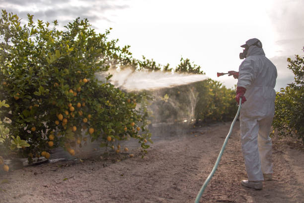 Best Pest Control Near Me in Rio Hondo, TX