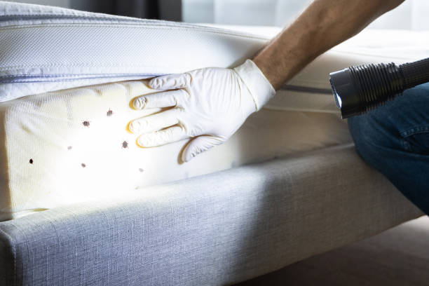 Best Cockroach Control Services  in Rio Hondo, TX