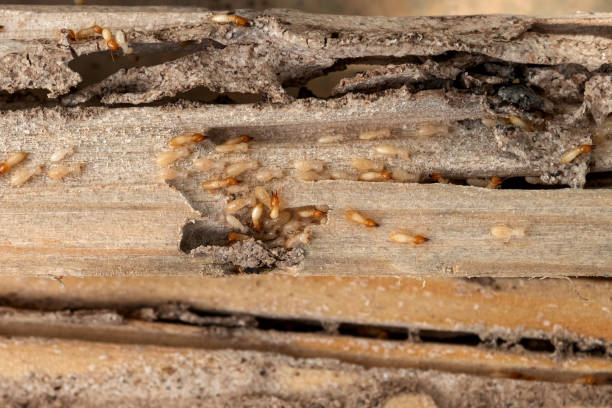 Best Pest Removal Services  in Rio Hondo, TX