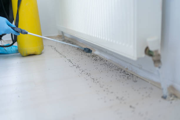 Best Flea Control Services  in Rio Hondo, TX