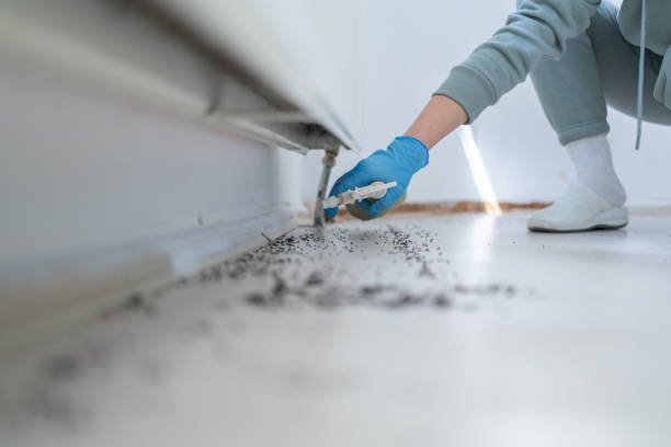 Best Pest Control for Restaurants  in Rio Hondo, TX