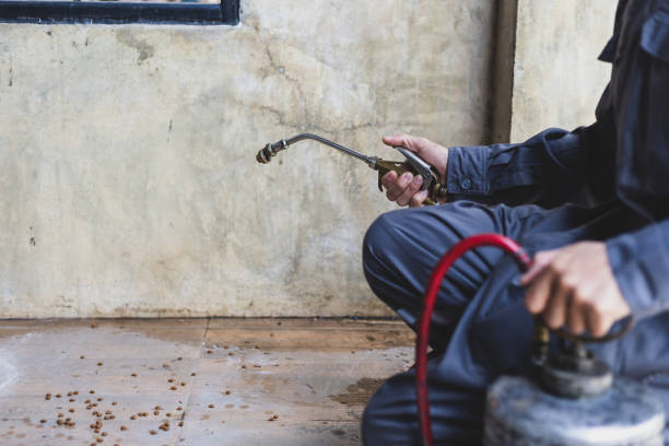 Best Flea Control Services  in Rio Hondo, TX
